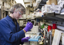 Estudian el papel de la progesterona en la fertilidad y el cáncer de mama