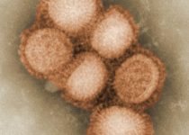 Identifican nuevas mutaciones en el virus de la gripe aviar que podrían dar lugar a una pandemia